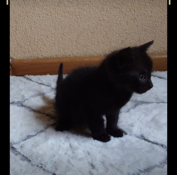 Czarny mały kocurek do adopcji