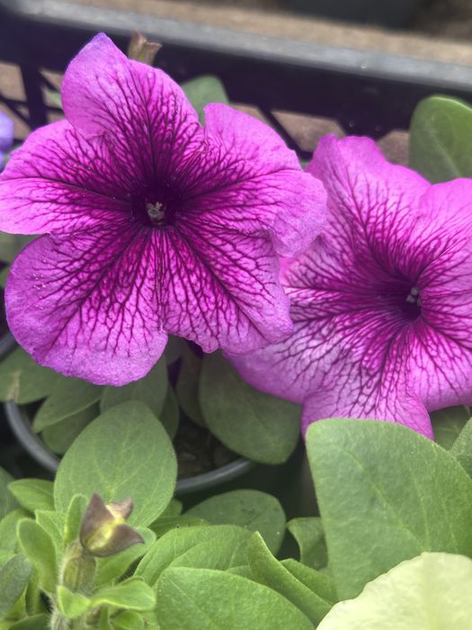 Петунія ГУРТ та РОЗДРІБ