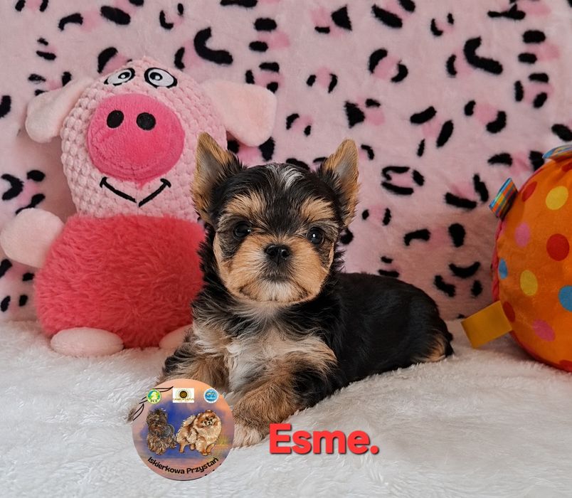 Suczka Yorkshire Terrier