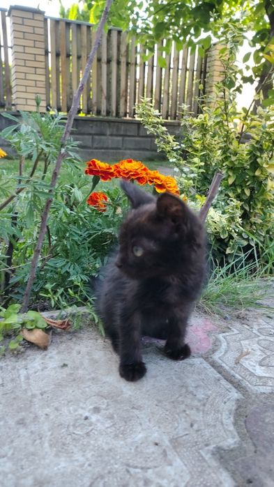 Віддам котика в добрі руки