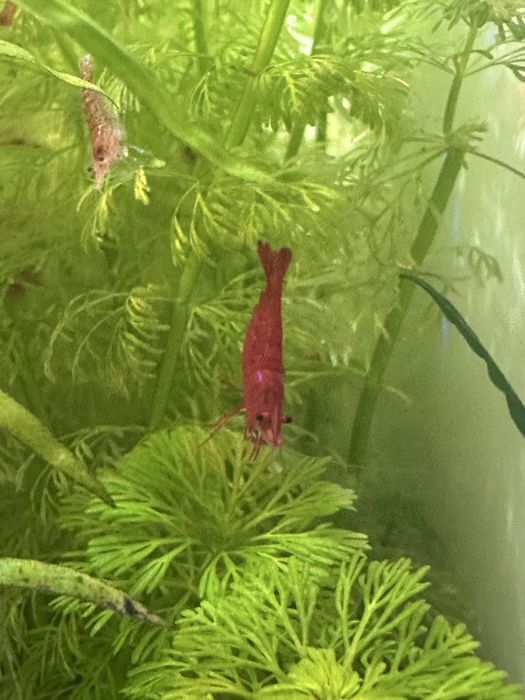 Krewetki red scherry.