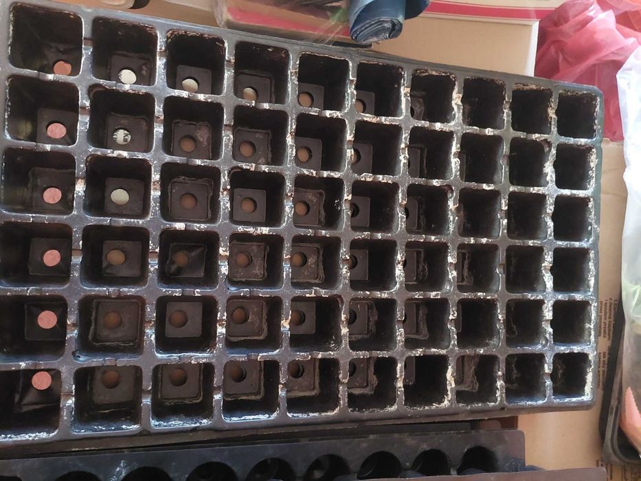 Wielodoniczka rozsadowa 60 oczek