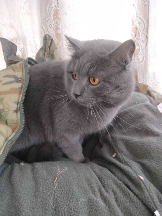 Кошенята котята котенок кошеня шукають любляче серце