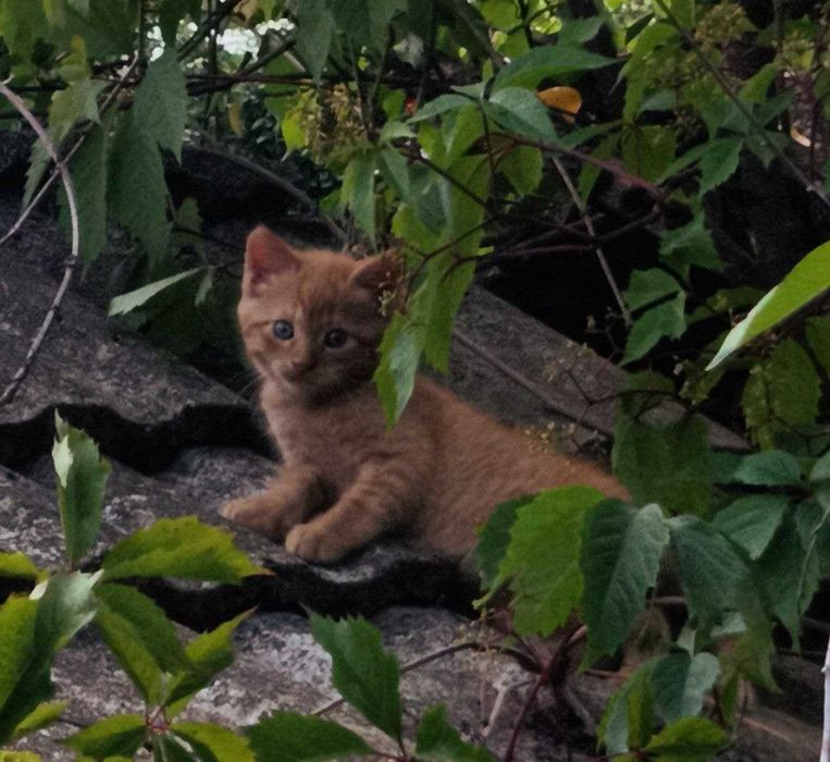 Кошенята, котики, домашні улюбленці