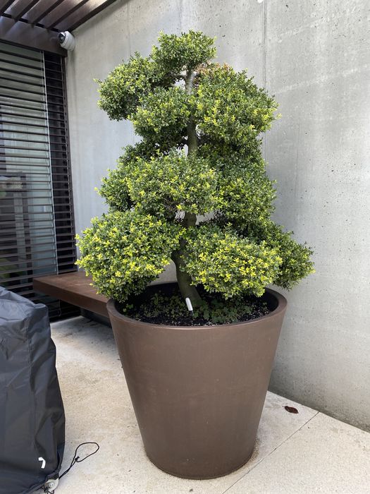 Bonsai Ilex Crenata