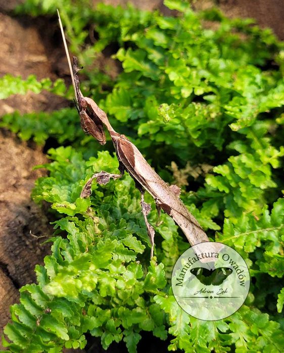 Phyllocrania paradoxa, Modliszka liściogłowa L3/4 + gratisy