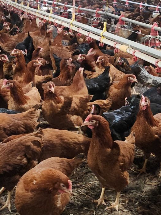 Kury nioski ROSA młode kurki na wolny-wybieg Piękne zdrowe kury.DZWOŃ!