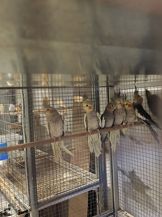 Caturras 2025 e canários 2025