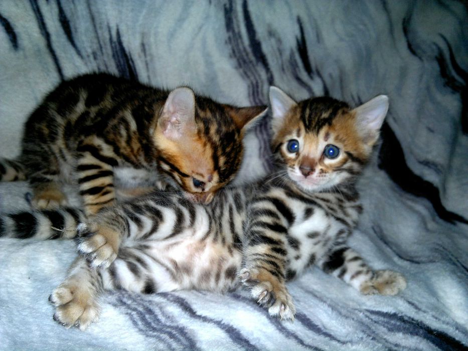 Чистокровний бенгальський хлопчик WCF в окрасі BENn24