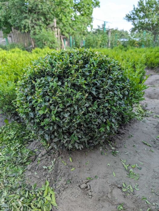 Самшит стрижений КУЛЯ