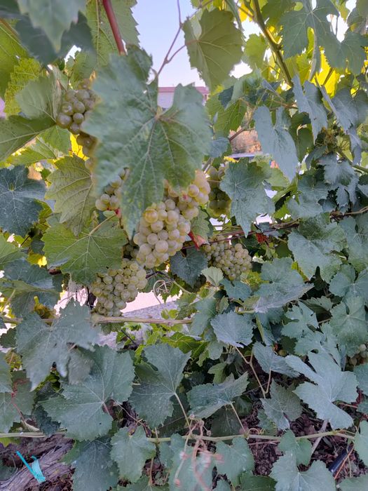 Uvas para fazer vinho