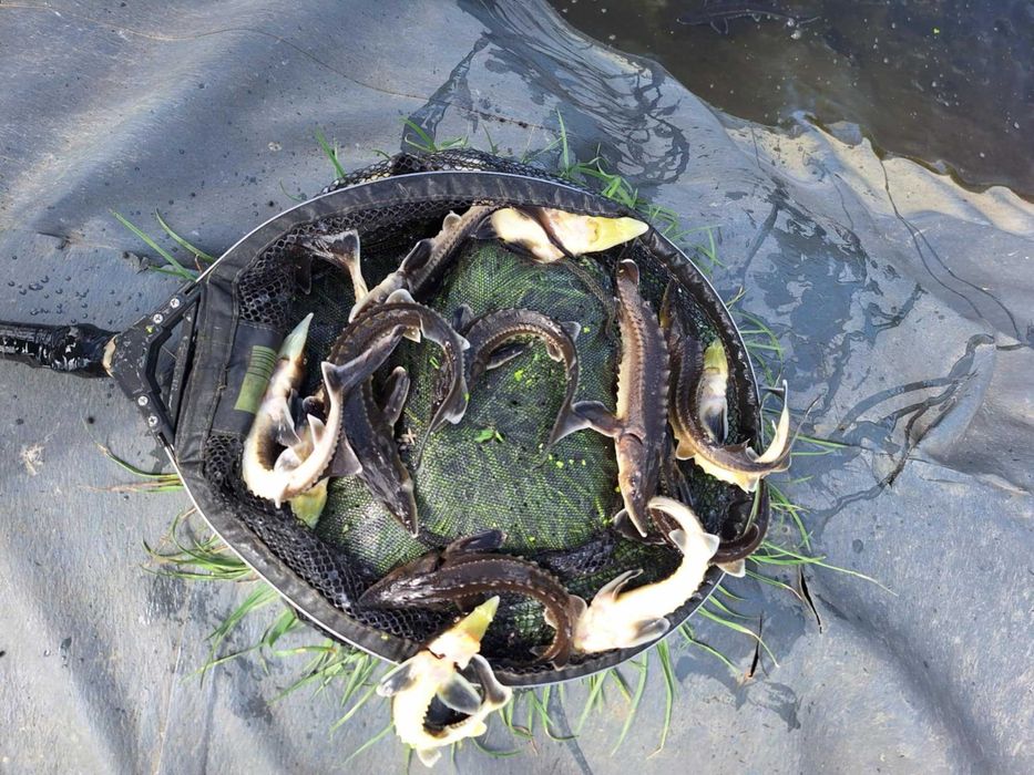 Narybek Karp Koi, Jesiotr, Karaś