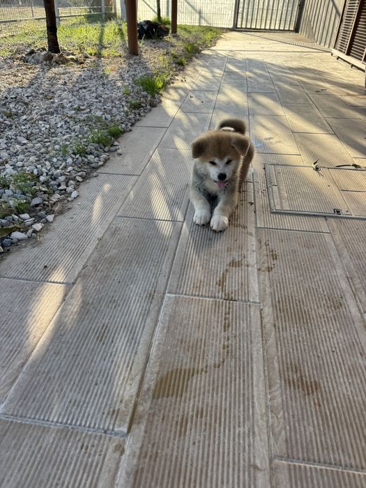 Akita Inu Japonês Fêmea - Linha Argentina e Russa