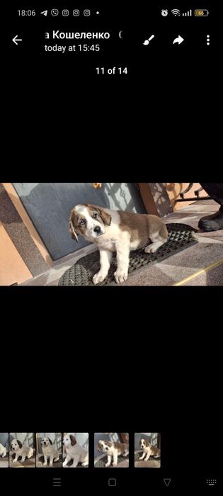 Продам цуценят алабаїв віком 1 місяць