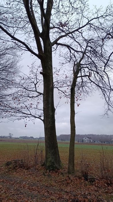 Dębina na pniu dębaki