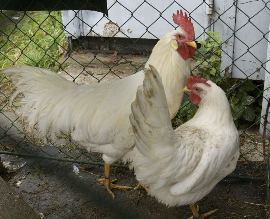 Jaja legowe LEGHORN, tenczanka ,TĘCZANKA