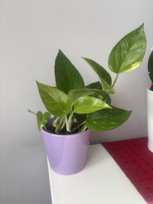 Epipremnum złociste kwiat