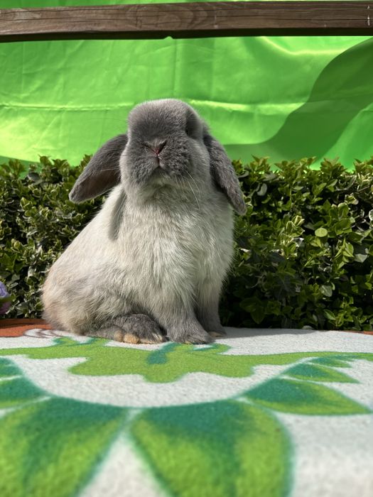 Бронь.NHD.Карликові кролики,висловухі баранч