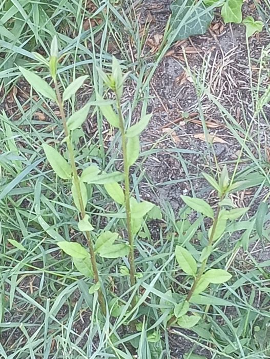 Indian hemp sprzedam