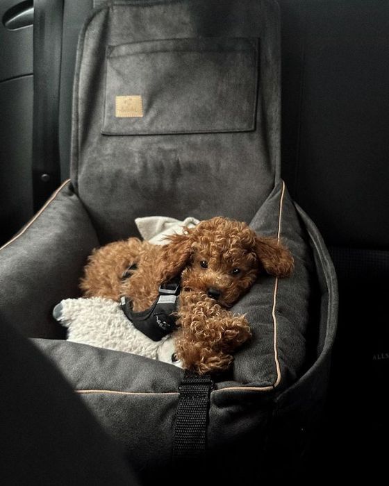 М’яка радість у формі цуценяти