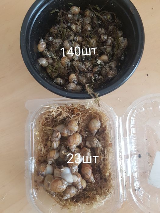 Продам равликів ахатин фуліка