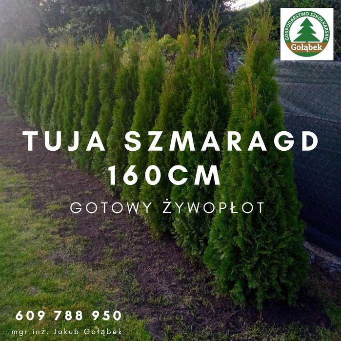 Thuja Tuja Szmaragd 160cm żywopłot SADZENIE TRANSPORT