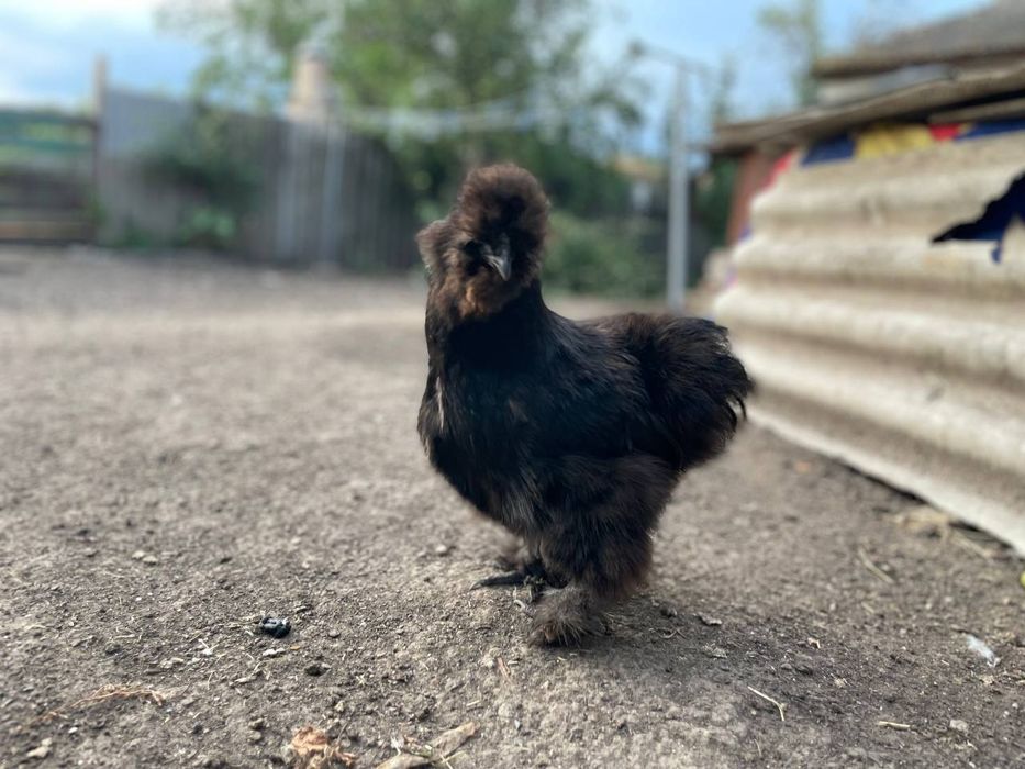 Китайські пухові кури