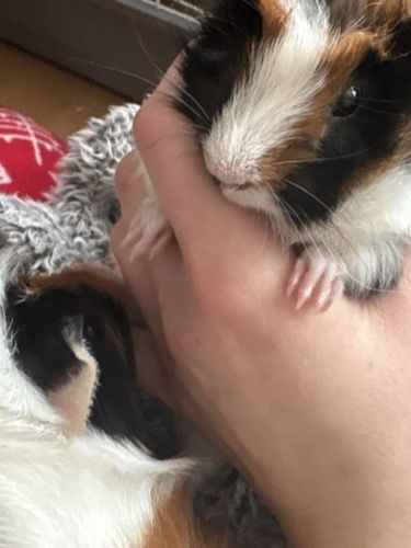 świnki morskie szukaja nowego domu!