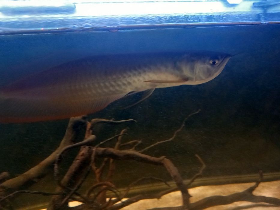 Aruwana prata 30-40cm