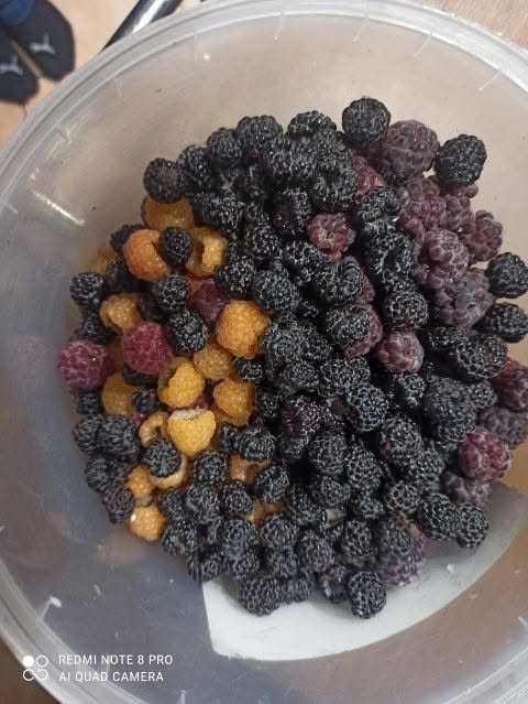 Sadzonki Maliny Czarnej