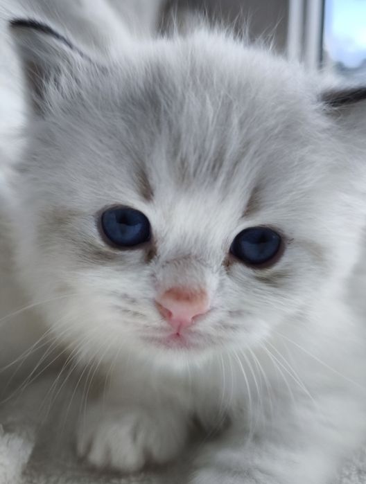 Kocurek Ragdoll z rodowodem do rezerwacji