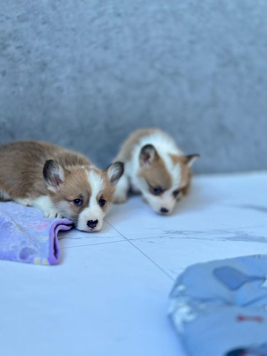 Наші Коргі самі милі! Вельш Коргі Пемброк. Бобтейл. Чистокровні. Руді