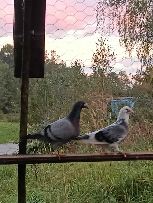 Gołębie staropolskie