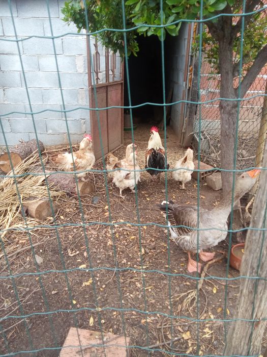 Pintos e ovos favarolle brhamas perdiz e malines