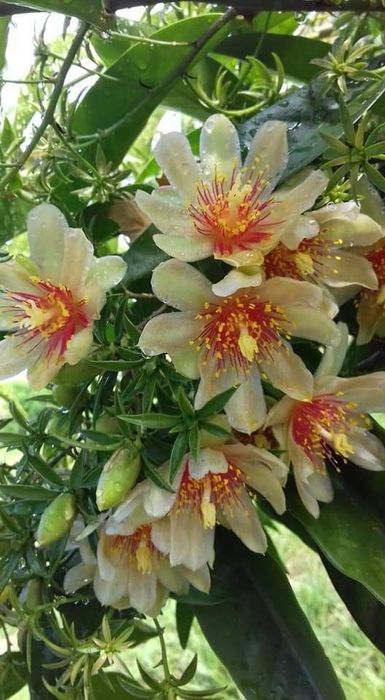 Planta linda Ora -Pro- Nobis