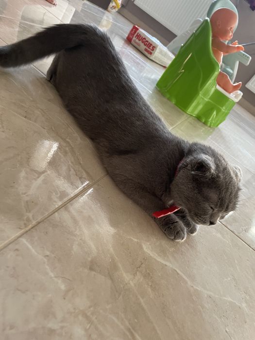 Шукаємо партнера для кішки