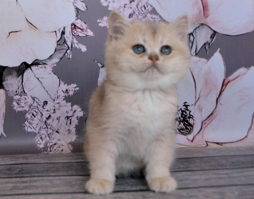 Золоте британське кошенятко шиншила