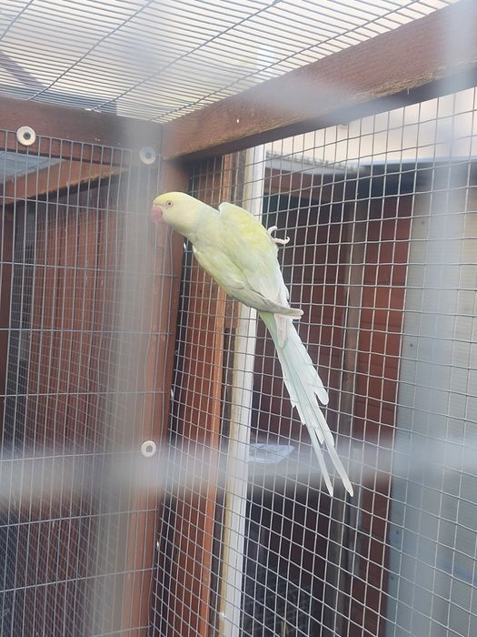 Aleksandretta para lęgowa