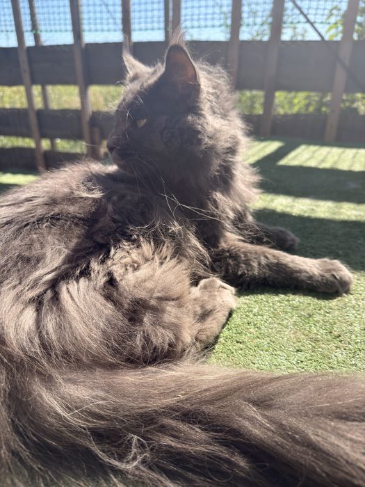 Maine Coon kocur MCO a