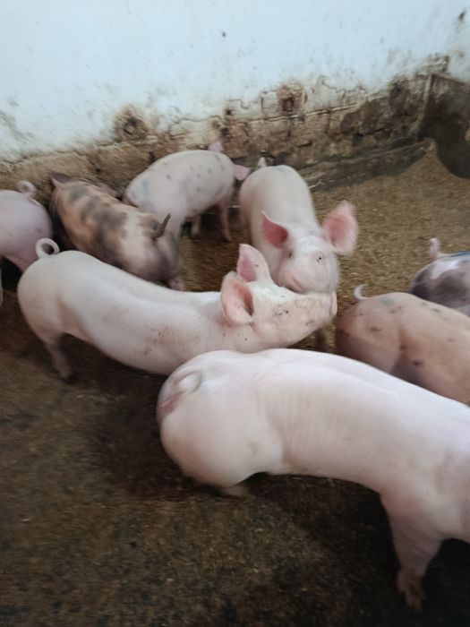 Vendo porcos 60 kilos peso vivo