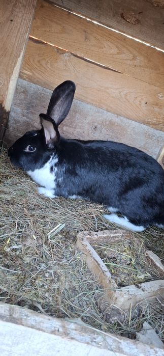 Sprzedam Młodą Samice (kotna)