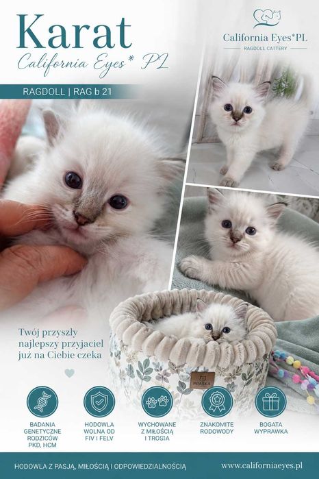 Kocięta Ragdoll  FPL FIFE Śląsk