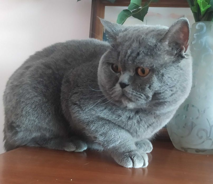 Кіт на в'язку, скотіш страйт.