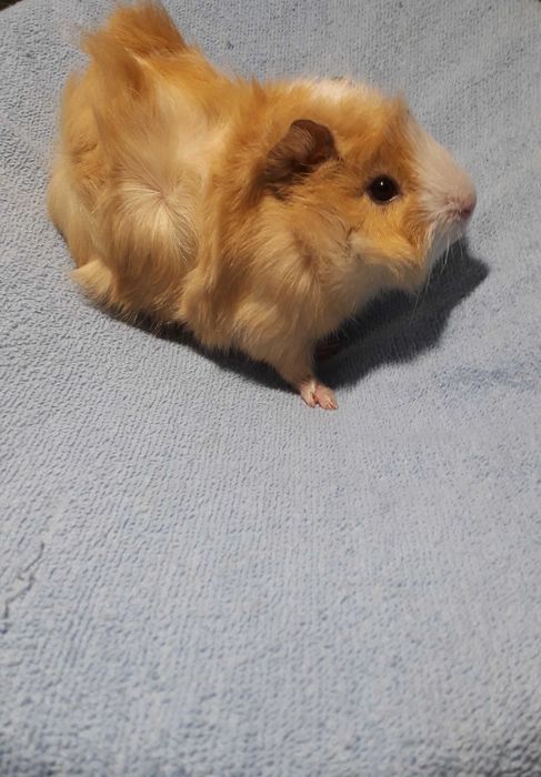 Морські свинки, розетки.