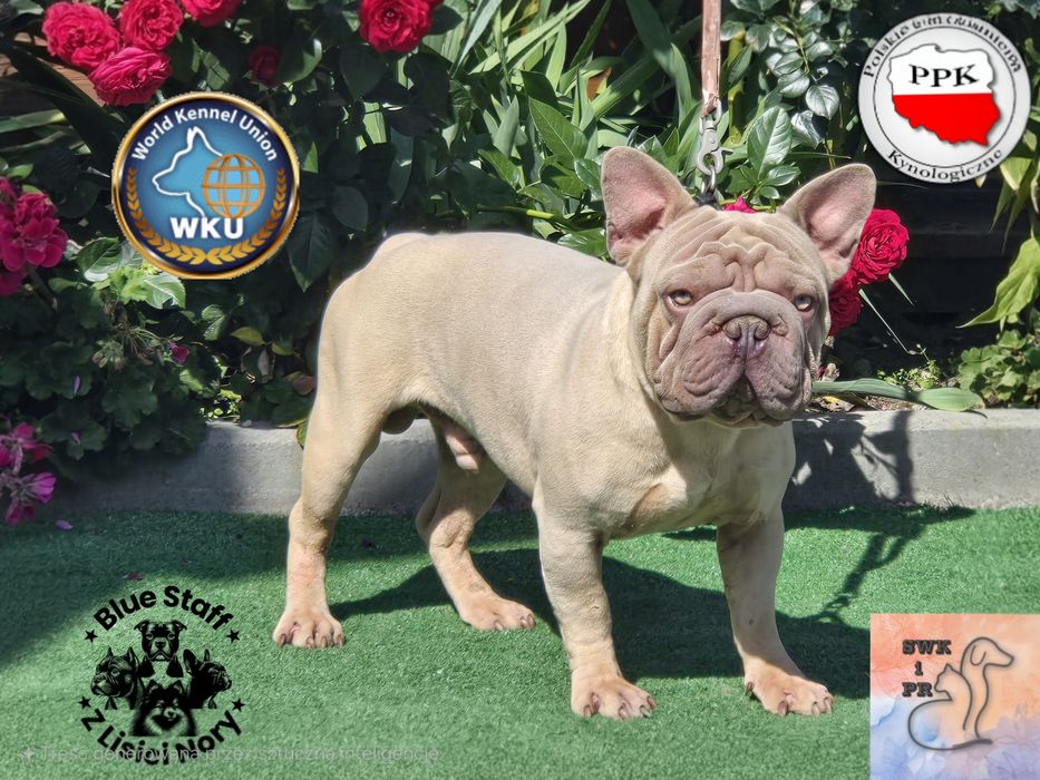 Buldog Francuski Lilak Big Rope