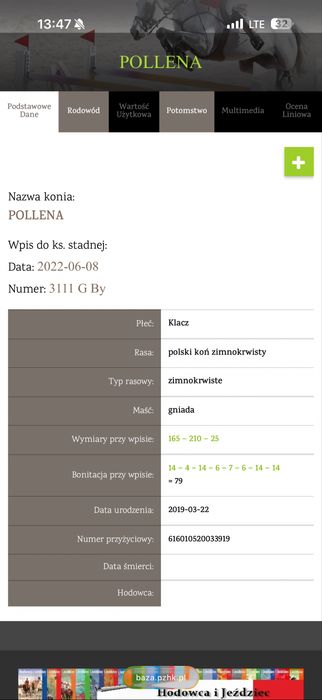 Klacz zimnokrwista pkz  7lat spokoj zaminie