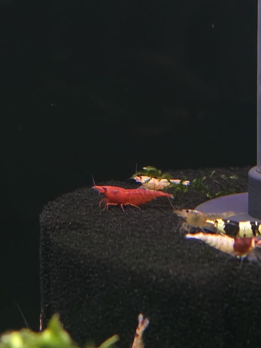 Krewetka red cherry neocaridina