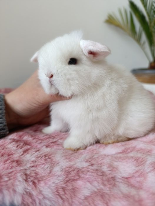 Królik króliczek mini lop hodowla zarejestrowana