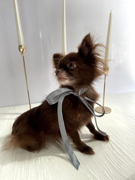 VIP Чіхуахуа дівчинка-гарнюня