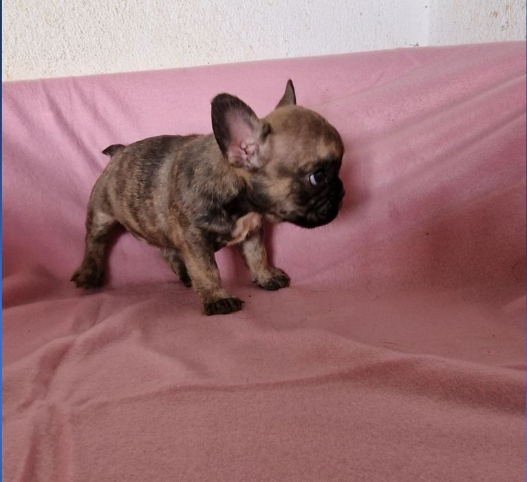Menina bulldog tigrada